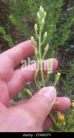 Falsche yellowhead (Dittrichia viscosa) Plantae Stockfoto