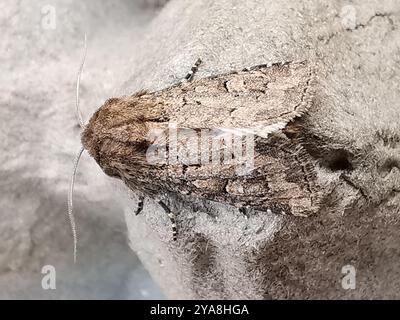 Flounced Rustic (Luperina testacea) Insecta Stockfoto