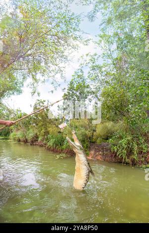 Ein springendes Krokodil am Adelaide River, Darwin, Australien. Stockfoto