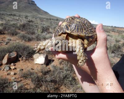 Südliche Zeltschildkröte (Psammobates tentorius tentorius) Reptilia Stockfoto