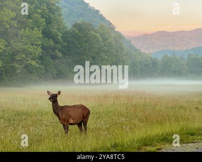 Weibliche Elche bei Sonnenaufgang im Cataloochee Valley, Great Smoky Mountains, North Carolina, USA Stockfoto