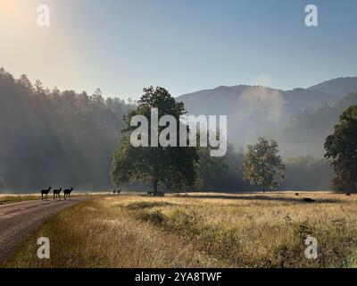 ELK in Bewegung, Cataloochee Valley, North Carolina, USA Stockfoto