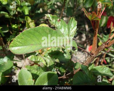 (Cochlospermum regium) Plantae Stockfoto