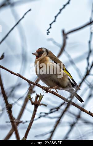 Europäischer Goldfink, der an seinem roten Gesicht und seinem leuchtenden Gefieder erkannt wird, ernährt sich von Samen. Foto gemacht in North County, Dublin Stockfoto