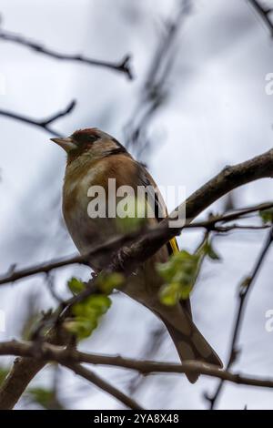 Europäischer Goldfink, der an seinem roten Gesicht und seinem leuchtenden Gefieder erkannt wird, ernährt sich von Samen. Foto gemacht in North County, Dublin Stockfoto