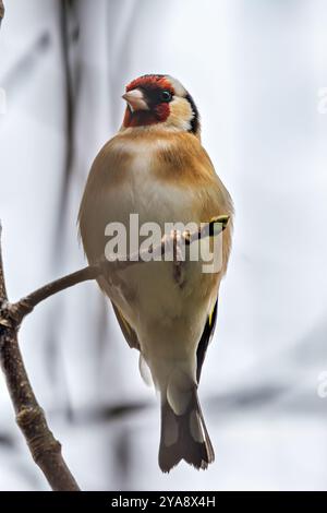 Europäischer Goldfink, der an seinem roten Gesicht und seinem leuchtenden Gefieder erkannt wird, ernährt sich von Samen. Foto gemacht in North County, Dublin Stockfoto
