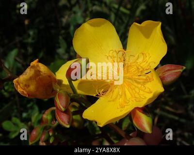 (Cochlospermum regium) Plantae Stockfoto