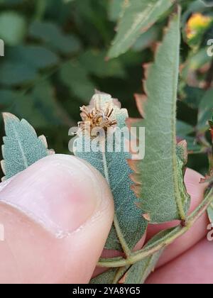 rowan Crown (Gymnosporangium cornutum) Pilze Stockfoto