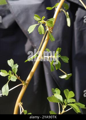 Purple Amaranth (Amaranthus blitum) Plantae Stockfoto