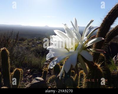 Fackelkaktus (Trichocereus spachianus) Plantae Stockfoto