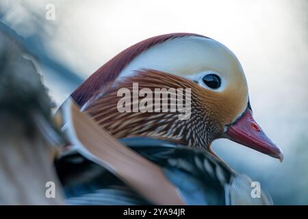 Nahaufnahme zu farbenfrohen Enten im Profil Stockfoto