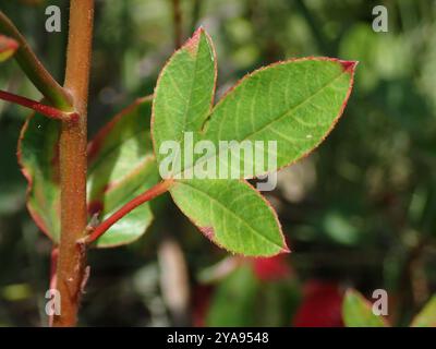 (Cochlospermum regium) Plantae Stockfoto