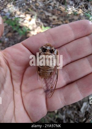 RESH Cicada (Megatibicen RESH) Insecta Stockfoto