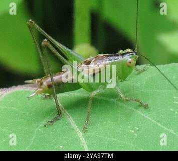 Gerade-lanzende Wiese Katydid (Conocephalus strictus) Insecta Stockfoto