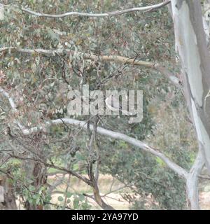 Lauter Friarbird (Philemon corniculatus) Aves Stockfoto