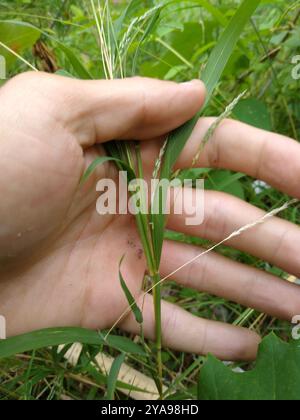 kanadische Blaugelenke (Calamagrostis canadensis) Plantae Stockfoto