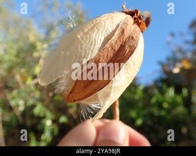 (Cochlospermum regium) Plantae Stockfoto