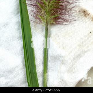 Chinesisches Pennisetum (Cenchrus alopecuroides) Plantae Stockfoto