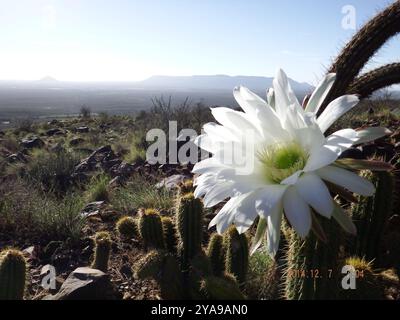 Fackelkaktus (Trichocereus spachianus) Plantae Stockfoto