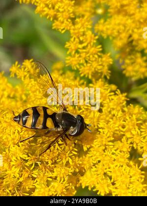 (Didea fasciata) Insecta Stockfoto