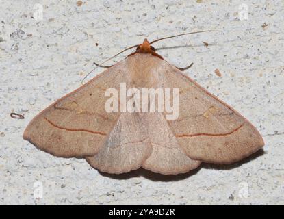Rot gesäumte Panopoda Moth (Panopoda rufimargo) Insecta Stockfoto