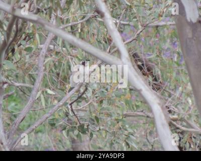 Lauter Friarbird (Philemon corniculatus) Aves Stockfoto