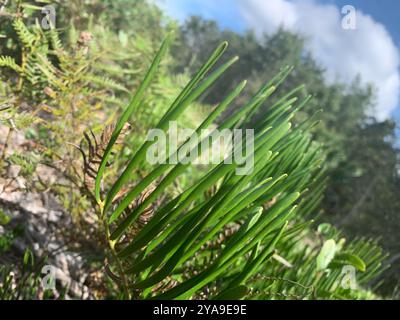 Coontie (Zamia integrifolia) Plantae Stockfoto