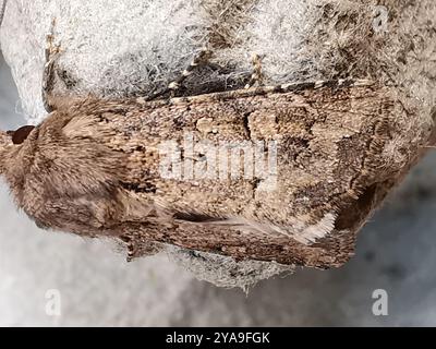 Flounced Rustic (Luperina testacea) Insecta Stockfoto