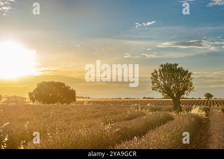 Feld mit endlosen Reihen duftender lila Lavendelblüten im Sommer in der Nähe von Valensole im Süden Frankreichs, Europa Stockfoto