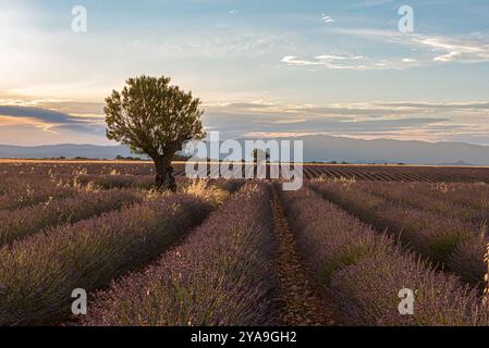 Feld mit endlosen Reihen duftender lila Lavendelblüten im Sommer in der Nähe von Valensole im Süden Frankreichs, Europa Stockfoto