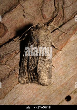 Flounced Rustic (Luperina testacea) Insecta Stockfoto