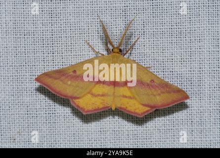 Hähnchenweed Geometer Moth (Haematopis grataria) Insecta Stockfoto