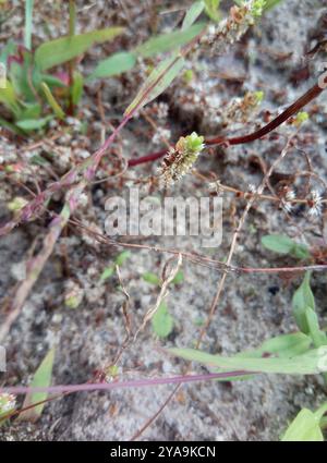 Korallenkette (Illecebrum verticillatum) Plantae Stockfoto