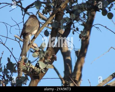 Lauter Friarbird (Philemon corniculatus) Aves Stockfoto