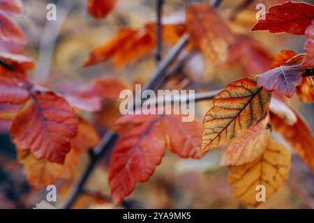 Hellrote Blätter auf einem Ast, Zweig im herbstlichen Park, Wald, Garten. Farbenfroher Herbst- und Herbstkulisse. Ein junger Baum, der draußen wächst Stockfoto