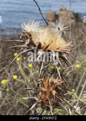 Mariendistel (Silybum marianum) Plantae Stockfoto