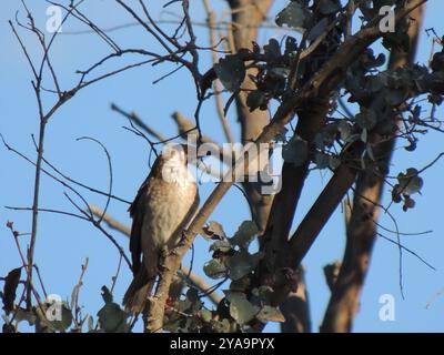 Lauter Friarbird (Philemon corniculatus) Aves Stockfoto