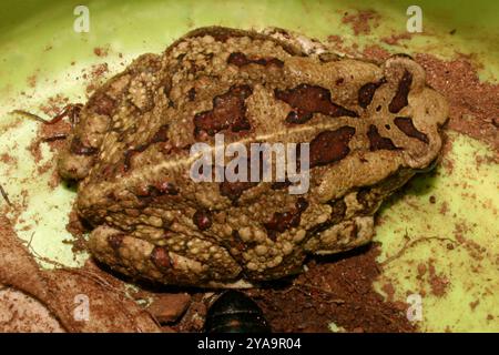 Garman's Toad (Sclerophrys garmani) Amphibia Stockfoto