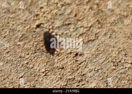 (Cynegetis impunctata) Insecta Stockfoto