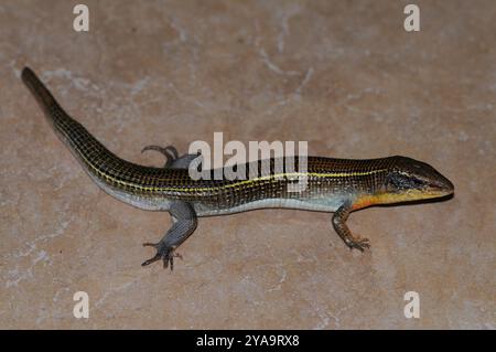 Schwarz beschichtete Echse (Gerrhosaurus nigrolineatus) Reptilia Stockfoto