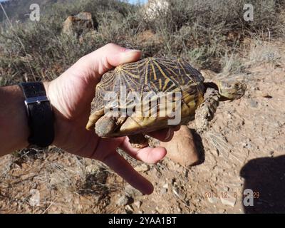 Südliche Zeltschildkröte (Psammobates tentorius tentorius) Reptilia Stockfoto