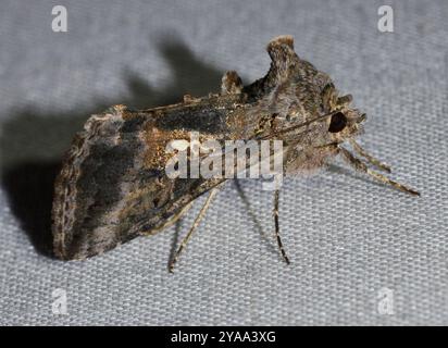 Gray Looper Moth (Rachiplusia ou) Insecta Stockfoto