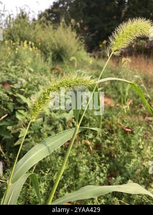 Riesenfuchsschwanz (Setaria faberi) Plantae Stockfoto