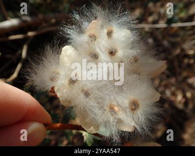 (Cochlospermum regium) Plantae Stockfoto