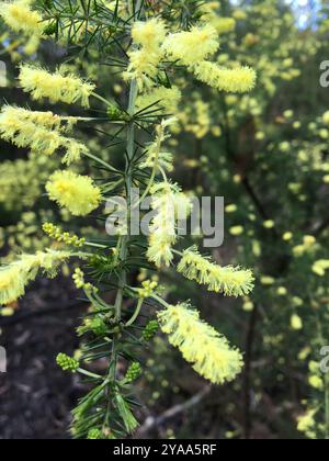Stachelige moses (Acacia verticillata) Plantae Stockfoto