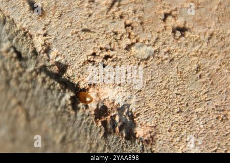 (Cynegetis impunctata) Insecta Stockfoto