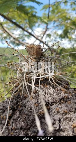 Conehead Termites (Nasutitermes) Insecta Stockfoto
