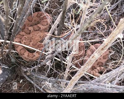 Zwerg verblasste Klapperschlange (Crotalus oreganus concolor) Reptilia Stockfoto