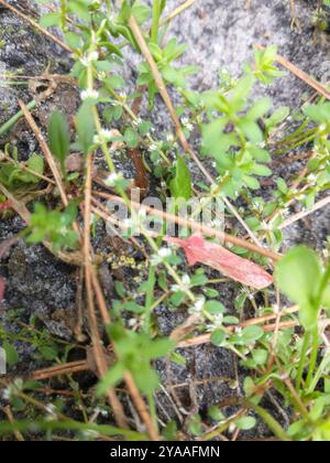 Korallenkette (Illecebrum verticillatum) Plantae Stockfoto