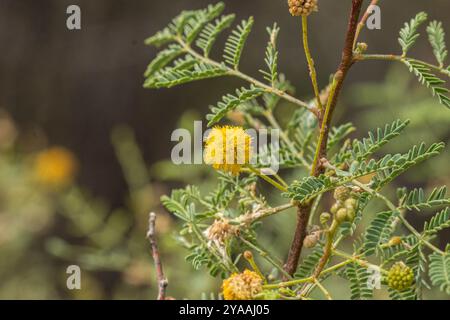 Weißhornakazie (Vachellia constricta) Plantae Stockfoto